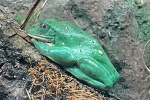 Mexican Giant Tree Frog