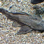 Orinoco Sailfin Catfish