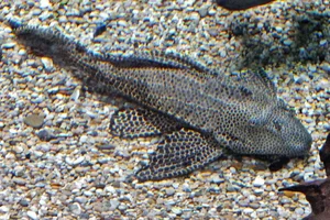 Orinoco Sailfin Catfish