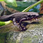 Japanese Fire-bellied Newt