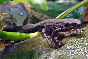 Japanse Roodbuiksalamander