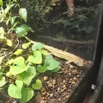 Japanese Grass Lizard