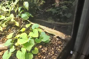 Japanese Grass Lizard