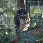 Band-bellied Owl