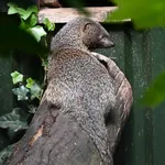 Egyptian Mongoose