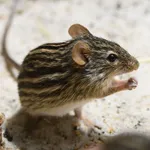 Barbary Striped Grass Mouse