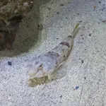Common Dragonet