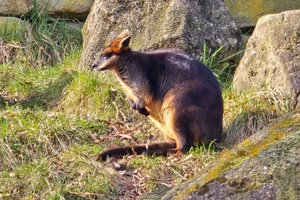 Moeraswallabie