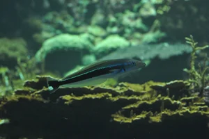 Blauwe torpedobaars