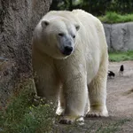 Polar Bear