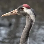 Common Crane
