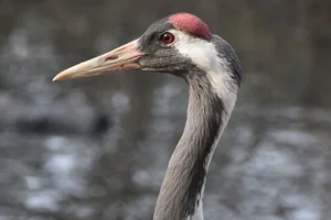 Kraanvogel