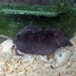 Eurasian Water Shrew
