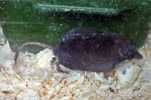 Waterspitsmuis