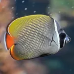Brown Butterflyfish