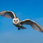 Barn Owl