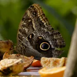 Caligo memnon (Felder, 1866)