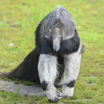 Giant Anteater