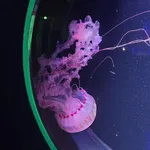 purple-striped jellyfish