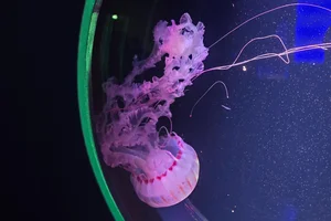 purple-striped jellyfish