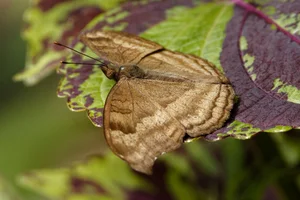Junonia iphita
