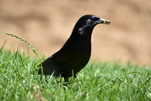 Zwarte Spreeuw