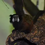 Red-mantle Saddle-back Tamarin