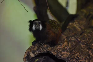 Red-mantle Saddle-back Tamarin