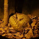 Chinese Pangolin