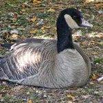 Cackling Goose
