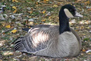 Kleine Canadese gans