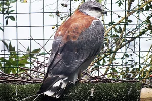 Roodrugbuizerd