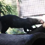 Tayra