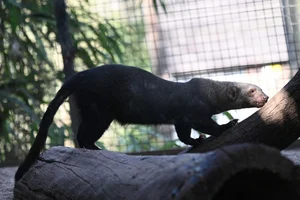 tayra