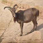 Aoudad