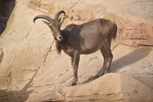 Manenschaap