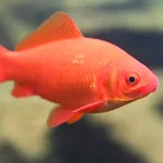 Goldfish