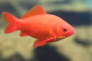 Goudvis