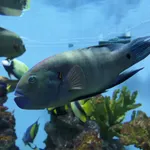broomtail wrasse
