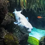 Spot-fin Porcupinefish
