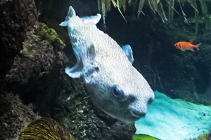 Gepunkteter Igelfisch
