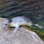 Eastern Atlantic Harbour Seal