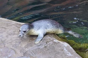 Gewone zeehond
