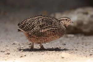 Harlekijnkwartel