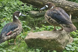 bronsvleugeleend