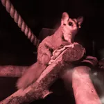 Squirrel Glider