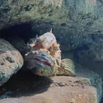 Red Scorpionfish