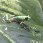 Lemur Leaf Frog