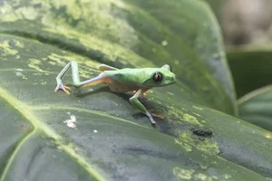 Lemur Leaf Frog