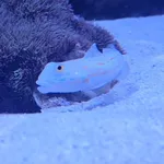 Maiden Goby